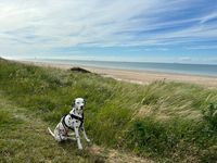 Strand in Calais, mit Hund in Calais